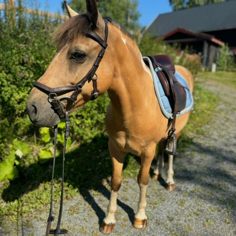 Super søt ponni med mye kapasitet