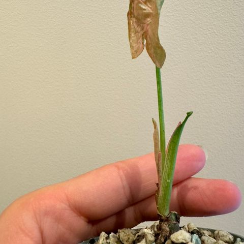 Syngonium mosaic babyplante