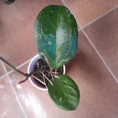 Hoya Michelle, plante med 2 blad++