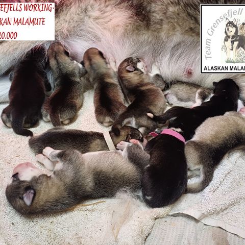 ALASKAN MALAMUTE - TEAM GRENSEFJELLS WORKING-KULL - VALPER KR 20.000