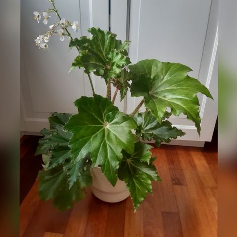 Stor Begonia. Planter.