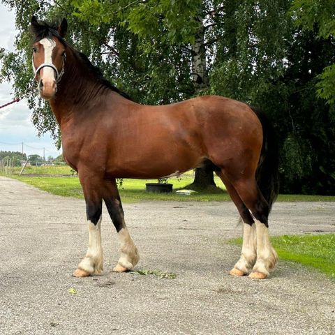 Welsh cob sec D