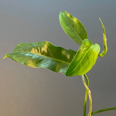 Toppstikling Philodendron Jerry Horne