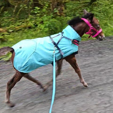 Dekken til føll eller stor hund str 85cm