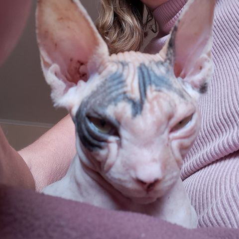 Sphynx jente født 08.03.24