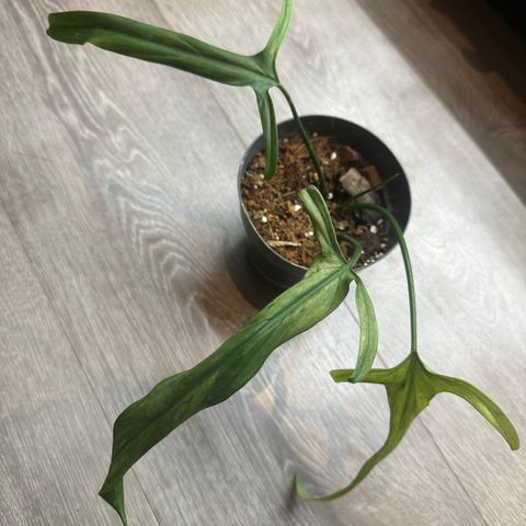 Philodendron pilaroense variegata