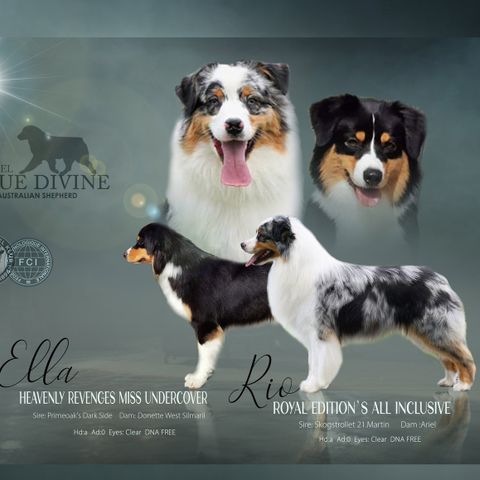 Australian Shepherd valper