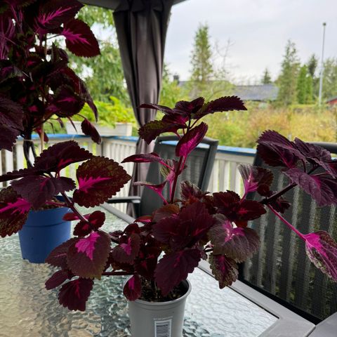 Coleus chinarose