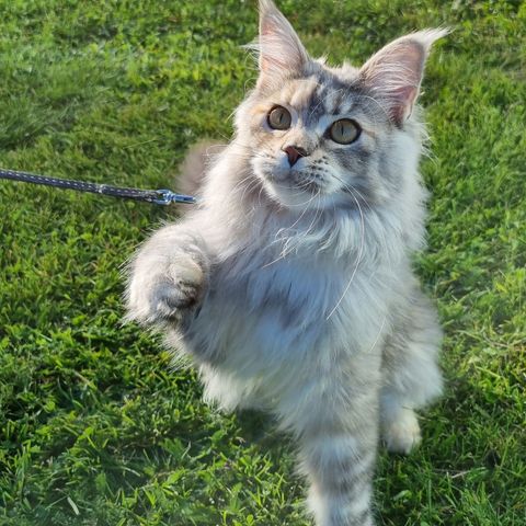 Leveringsklar Maine Coon med stamtavle