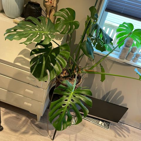 Flott monstera med store blader