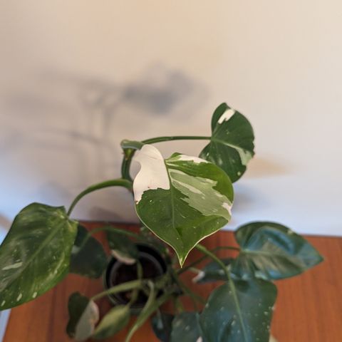 Philodendron white princess plante