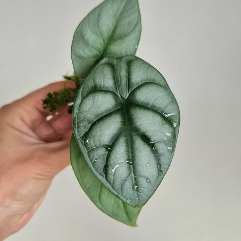 Alocasia Silver Dragon