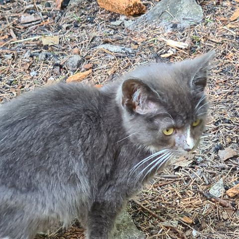 Kattunger tilsalgs i Åsane utenfor Bergen