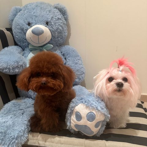 Maltipoo VIP-valper