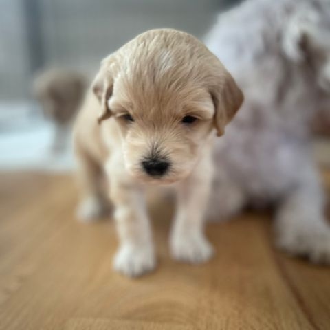 Maltipoo F1 Gutt