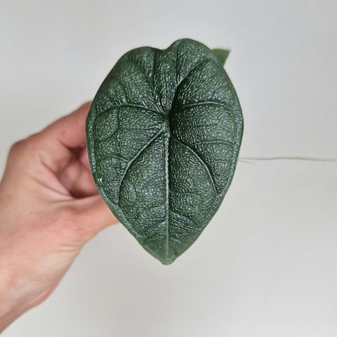 Alocasia Melo