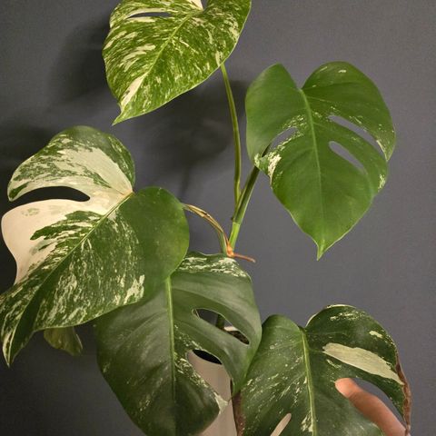 Monstera variegata hel plante