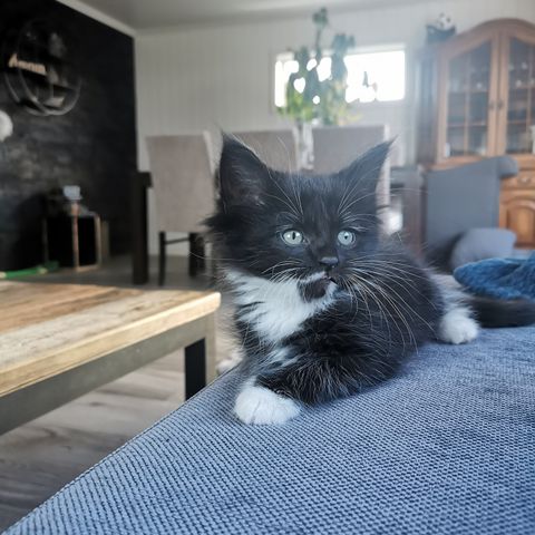 Kattunger mainecoon/skogskatt/huskatt