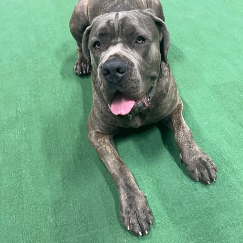 Cane Corso Hannhund 2 år