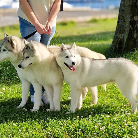 ⭐️ Siberian Husky kull ventes ⭐️