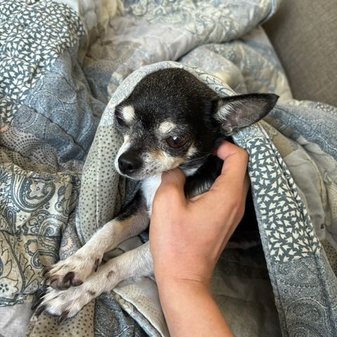 Chihuahua tispe 12 år