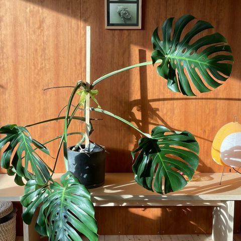 Flott monstera