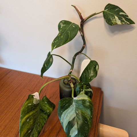 Philodendron white wizard