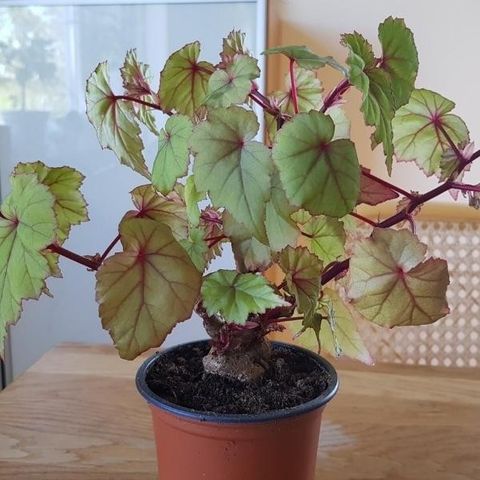 Sjelden gammel sort: Begonia weltoniensis. Caudex