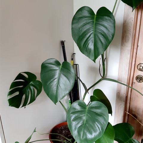 Monstera 4 stk