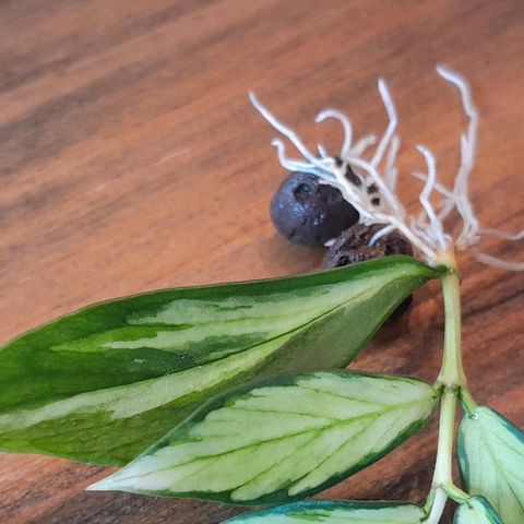 Hoya Polyneura innervariegert, rotet node med ett blad