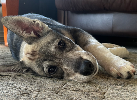 2 nydelige blandingsvalper av Siberian husky og Jämthund