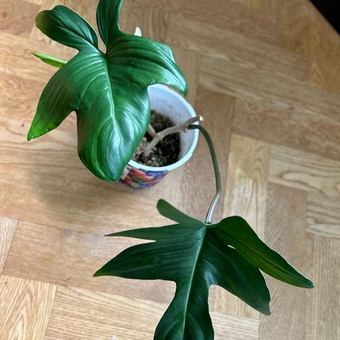 Etablert plante av Philodendron pedatum