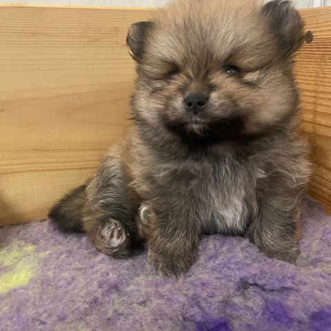 pomeranian gutt Nkk reg