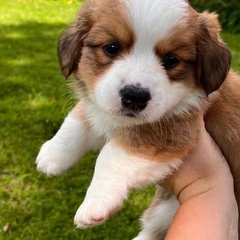 Welsh Corgi Cardigan fluff hannvalp