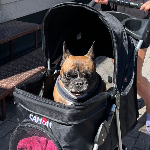 Pet Stroller for Dogs and  Cat. Comfortable hundevagon.