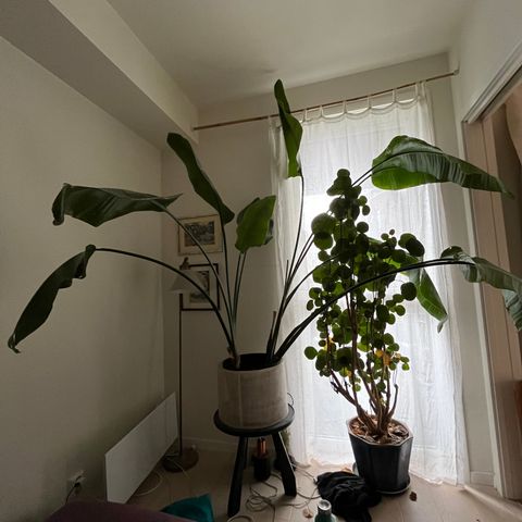 Stor plante (banan ? )