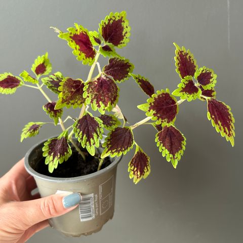 Coleus (praktspragle)