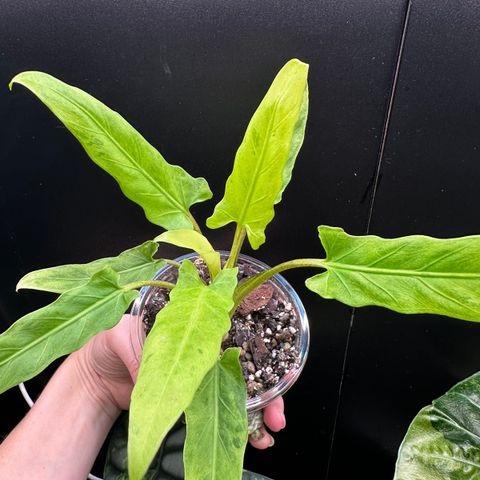 Alocasia Lauterbachiana Variegata