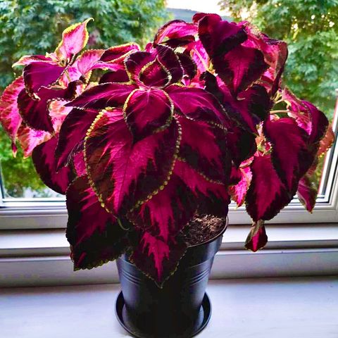 Coleus stiklinger