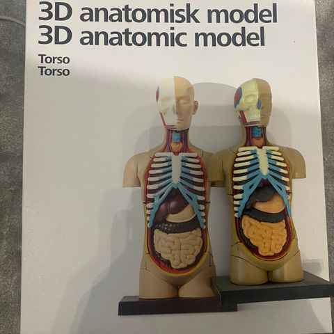 Anatomisk model