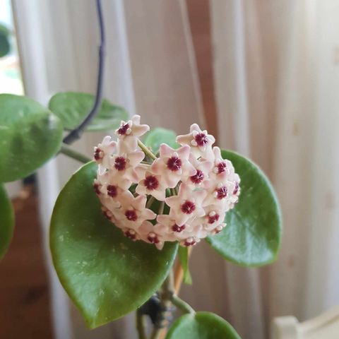 Hoya 'Majic', hele plante