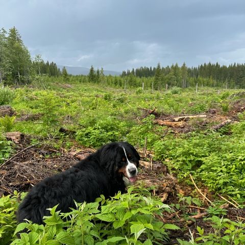 Turgåing m.hund(tur-venn)😊