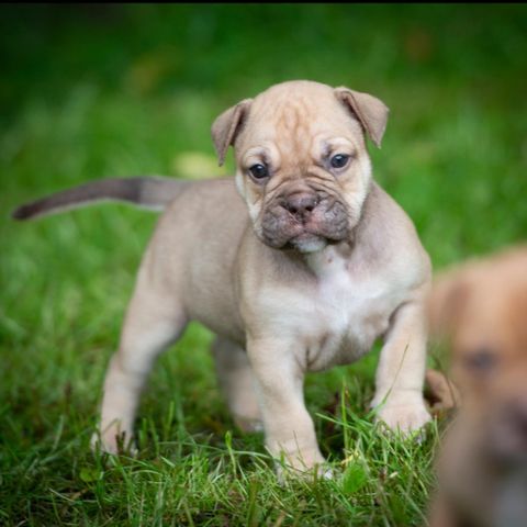 Olde English Bulldog hann