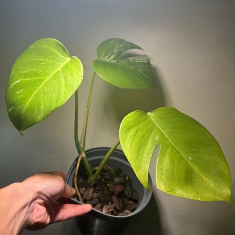 Monstera variegata selges i Stavanger