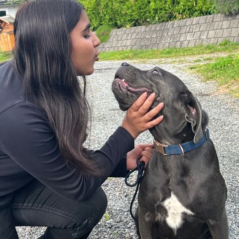 Cane Corso tispe valp