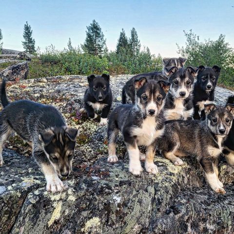 Alaska husky hannvalper fra gode langdistanselinjer