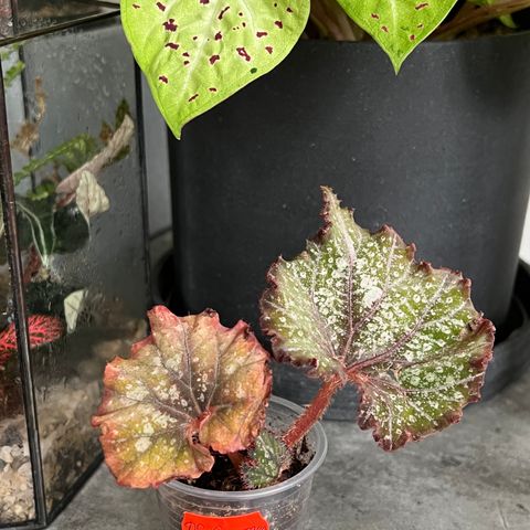 Begonia Sultana plante