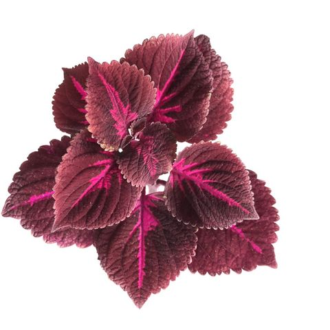 Coleus «china rose»