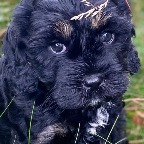 3 Cavapoo tisper venter på sin nye familie💕