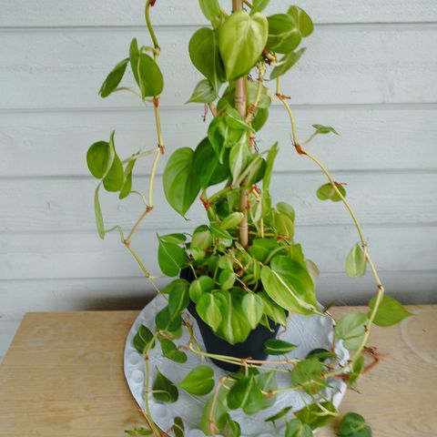 Philodendron Hederaceum ''Cream Splash'' Planter&Stiklinger / Plants&Cuttings